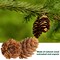 60 Pcs Christmas Natural Mini Hanging Pine Cones with String- 1.2 Inch Fall Thanksgiving Christmas Tree Hanging Pinecone Ornaments for DIY Crafts, Home, Party, Wedding Decor